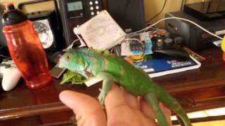 Iguana growth 9 Months old