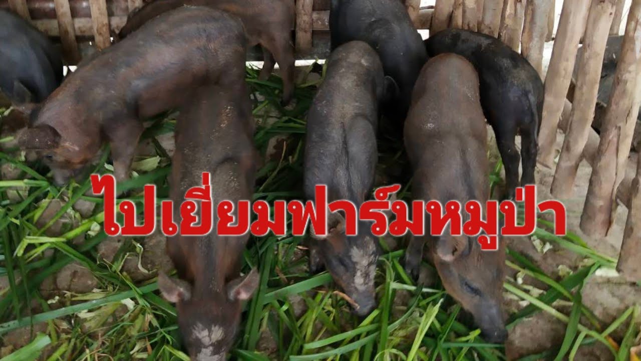 ไปเยี่ยมฟาร์มหมูป่าอรพิม จ.บุรีรัมย์