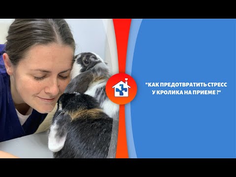 Как предотвратить стресс у  кролика на приеме ?