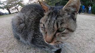 尾道で猫探し散歩