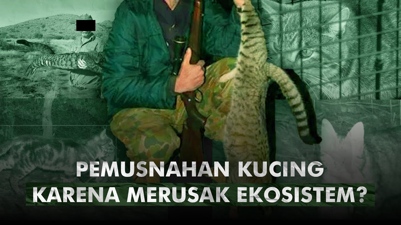 Nasib Kucing di Australia Tak Seindah Yang Kamu Kira | Pemusnahan Kucing di Australia