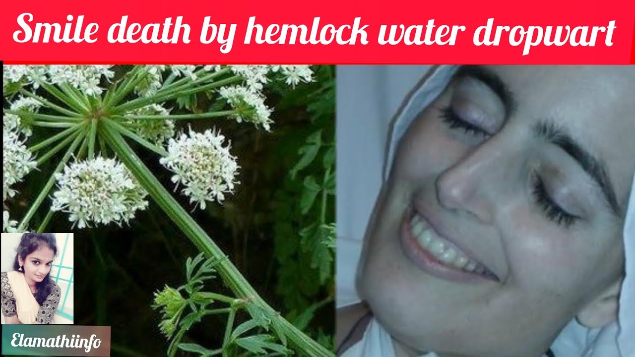 மனிதனை சிரிக்க வைத்து கொல்லும் ஒரு தாவரம் 😆 smile death by hemlockwater