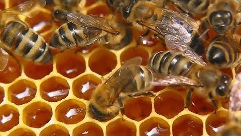 #bees #honey #beautifulbees Huge Number of Bees! Honey Mass Production Process