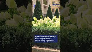 Десятки гортензій квітнуть біля спеціалізованої школи №3 у Тернополі
