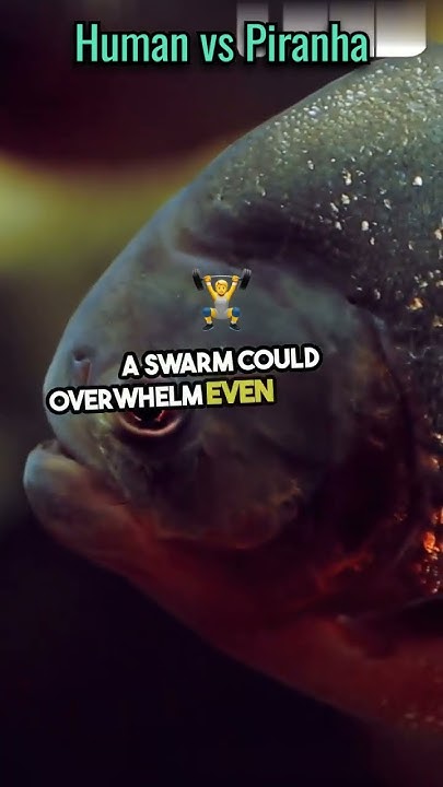 Can A Human Beat A Piranha shorts science facts YouTube can-a-human-beat-a-piranha-shorts-science-facts-youtube