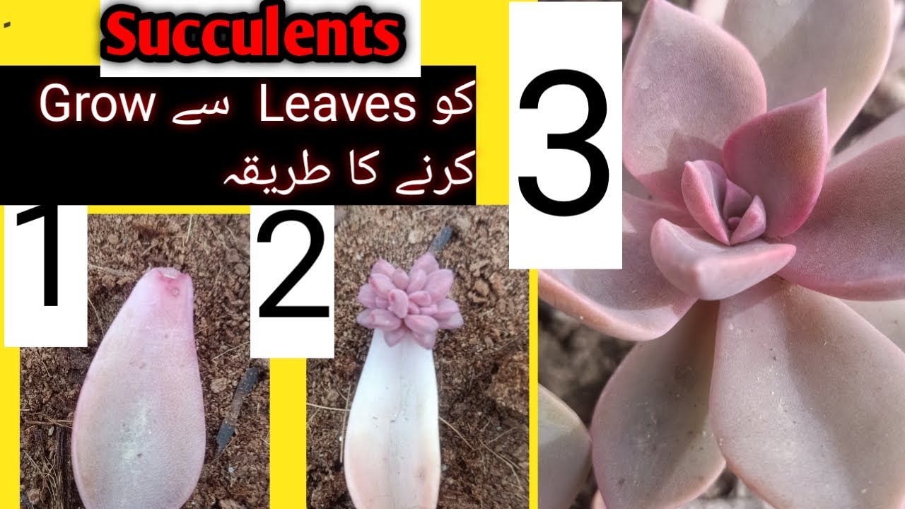 How To Propagate Succulent Fast And Easy /Acheveria Propagation From ...