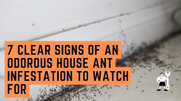 7 Clear Signs of an Odorous House Ant Infestation to Watch For