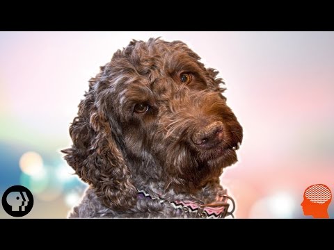 Video: Bagaimana Mengetahui Jika Luka Anjing Sudah Cukup Buruk untuk Pergi ke Dokter Hewan?