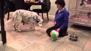 How to teach your dog to push a ball
