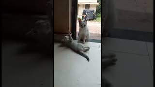 Pet Cats Funny Video | Pet Cute Videos | Pet Cats Video | Pet Cats Scene | Pet Cats Love | Baby Cats