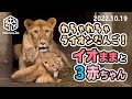 【旭山動物園】わちゃわちゃライオンだんご♪🐱🐱🐱🐱イオままと３頭の仔ライオン(10/19) [Asahiyama Zoo] Lion, Io and her three cubs.