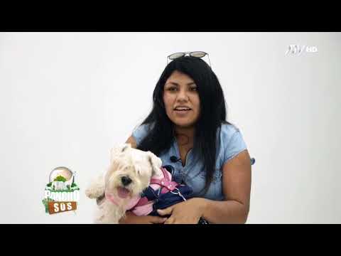 Video: Más Para Aprender Sobre El SARDS En Perros
