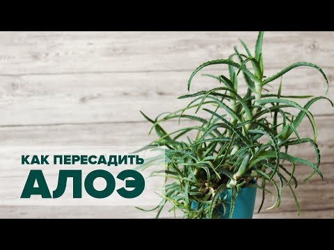 וִידֵאוֹ: כיצד להשתיל Spathiphyllum