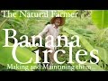 Banana Circles  - John Kaisner The Natural Farmer