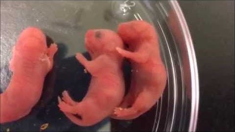 Impaired neurodevelopment by the low complexity domain of CPEB4 reveals a convergent pathway