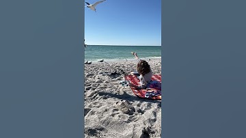 Thumbnail of Song for a Seagull  #animals