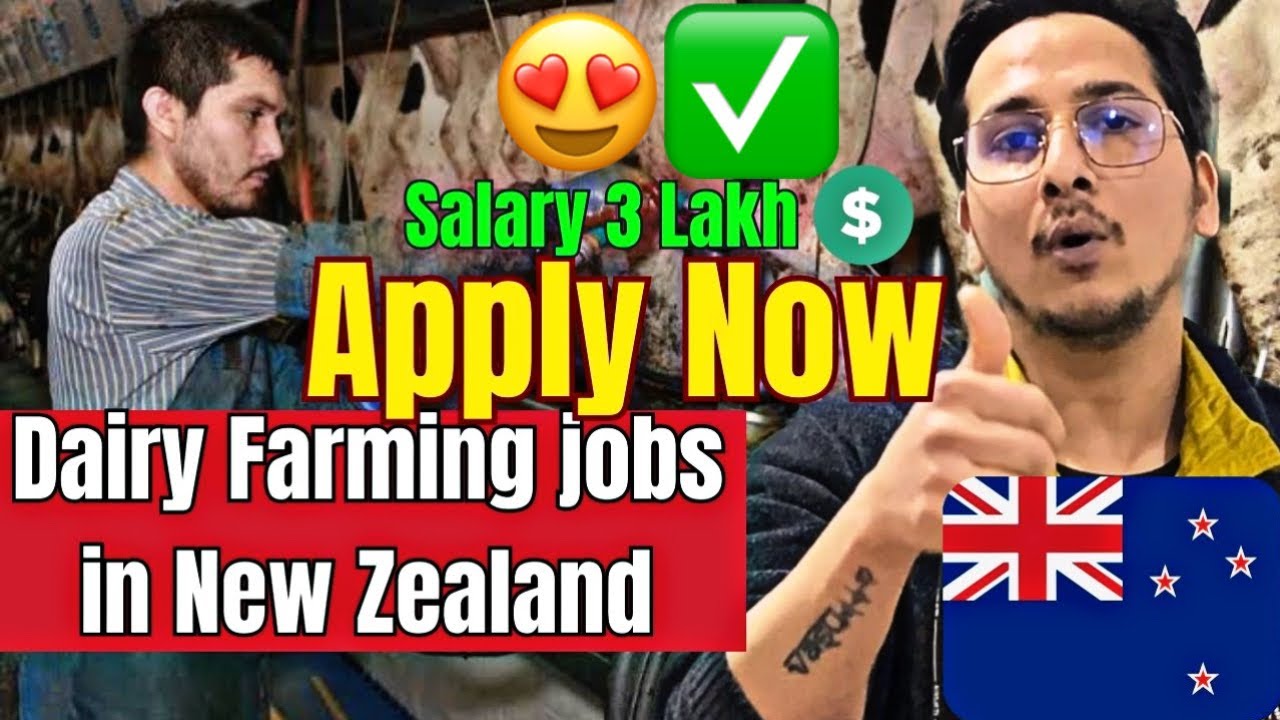 Dairy Farming Jobs In New Zealand How To Find Job In New Zealand dairy-farming-jobs-in-new-zealand-how-to-find-job-in-new-zealand