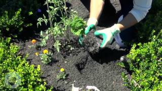 RCC News: Rockdale Community Nursery's Spring Gardening Tips