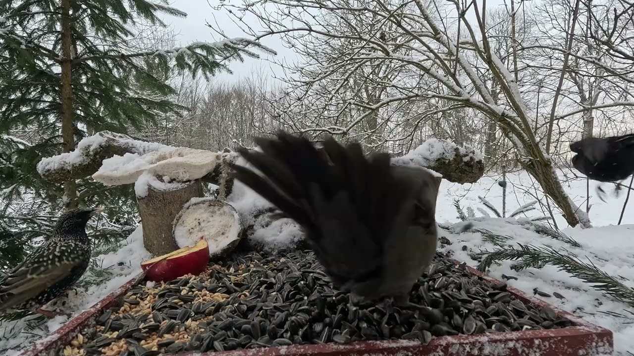 🔴📺 Špaček se vrátil 🐦🌻🥜🍀