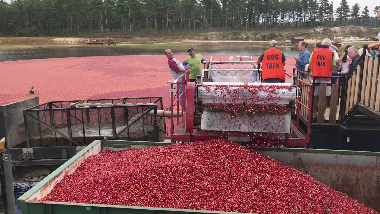 (2/2) employees harvesting cranberries in Wareham, Mass YouTube