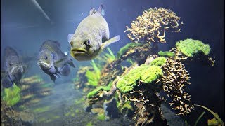 How to Raise Pet Largemouth Bass