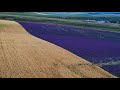 Crimea Republic,lavender fields, Crimean Provence 2020