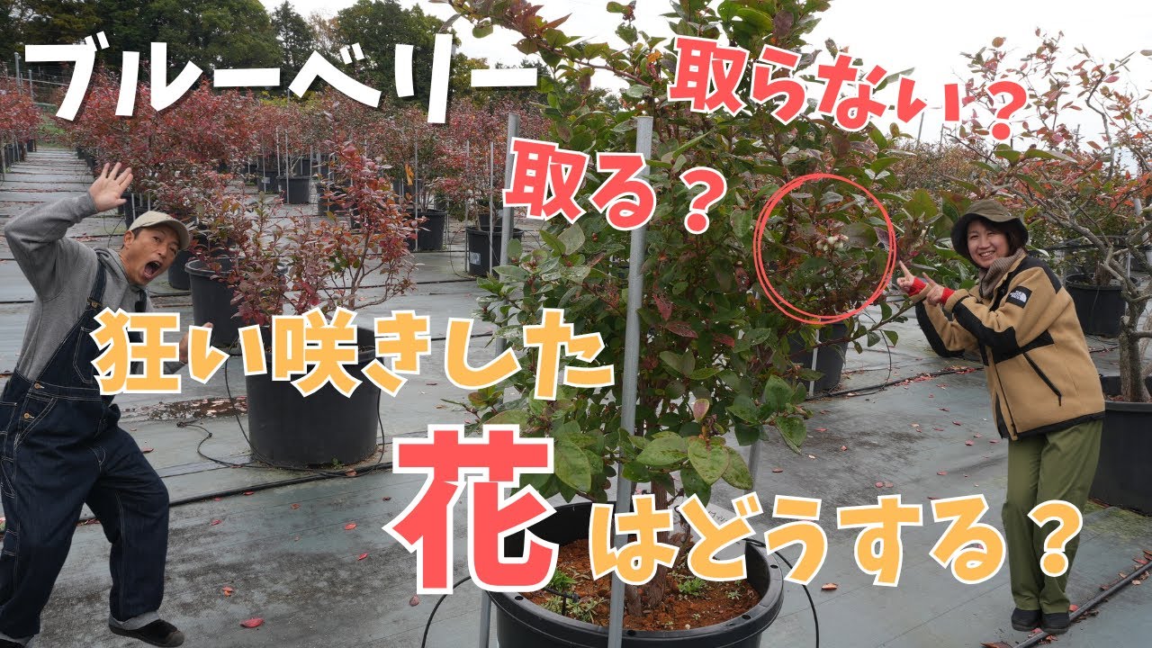 【12月に狂い咲きした花はどうする？】ブルーベリーの花は取るべき？取らなくてもいい？
