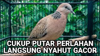 2 DETIK AJA, PERKUTUT LOKAL GACOR 100% EMOSI LANGSUNG NYAUT DENGAR PANCINGAN KUTUT LOKAL GACOR GAYER
