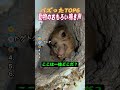 【爆笑】動物のおもしろ鳴き声 TOP6🐾 バズった神リアクション集｜声だけで笑える