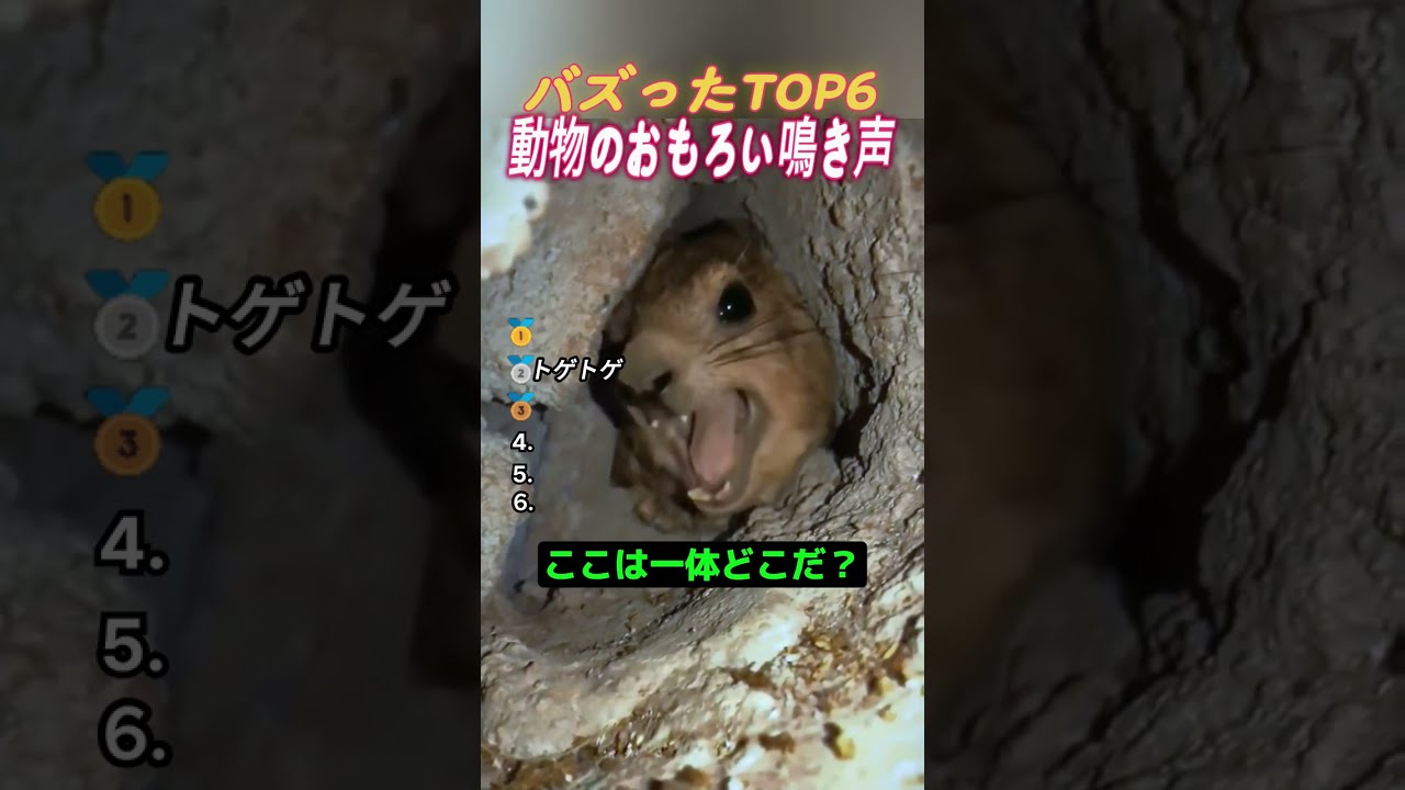 【爆笑】動物のおもしろ鳴き声 TOP6🐾 バズった神リアクション集｜声だけで笑える