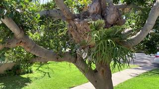 387 Aster Street, Laguna Beach