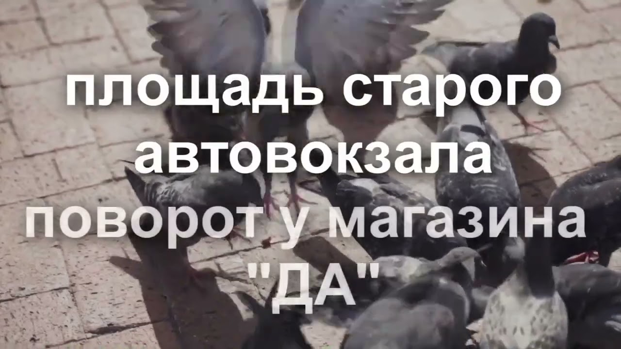 Очередной слёт голубеводов г Узловая. 