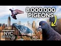 Why there are so many pigeons in new york  nyc revealed