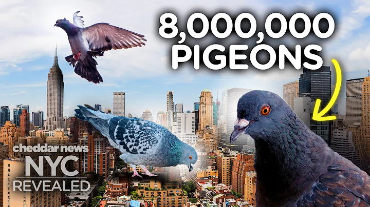 Why There Are So Many Pigeons In New York - NYC Revealed - DayDayNews