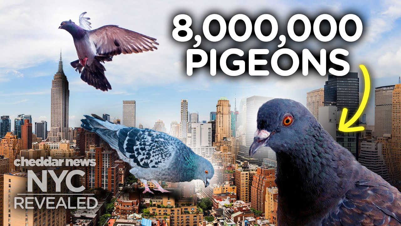 Why There Are So Many Pigeons In New York - NYC Revealed
