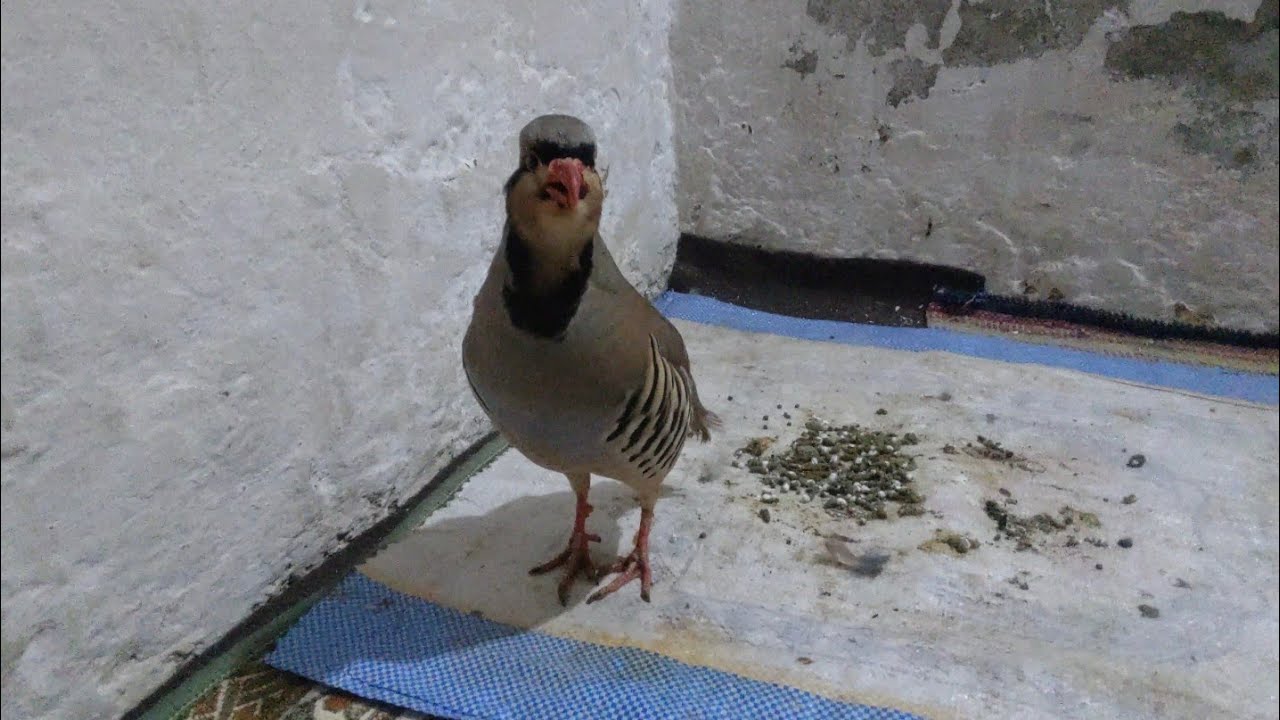 keklik sesi chakor ki awaz birds hunting turkey YouTube