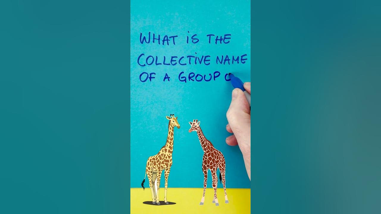 Animal Quiz Question About Giraffes - YouTube