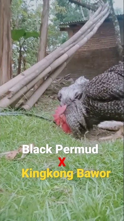 proses kawin silang secara alami #shorts - YouTube