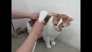 トト吉のシャンプー♪　2012