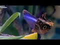 Banded Owl Butterfly Exposes Showy Topside in Panama | July 21, 2025
