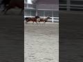 Just a pair of wild things having fun at the arena 🐎 #horse #horses #happyanimals #equestrian #cute
