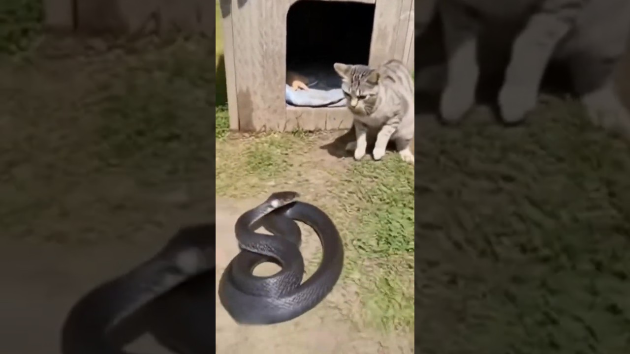 Don't Touch My Kittens! 😲 Fierce Mama Cat Protects Her Babies