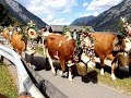 AUSTRIAN COWS PARADE: Achensee Lake, Pertisau Village, Austria.