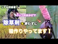 除草剤?いらないよ!〜ジャンボタニシとうまく付き合う方法。