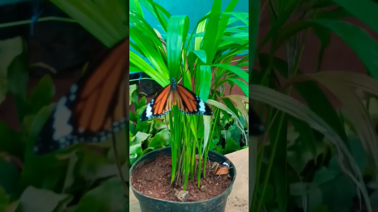 allu gardens butterfly 🦋