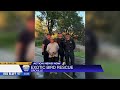 Oroville crew saves exotic bird after days stuck in tree