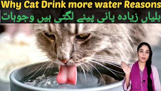 Why is My Cat Drinking A Lot of Water? / Common Reasons Why Your Cat’s Drinking more water / Dr.hira