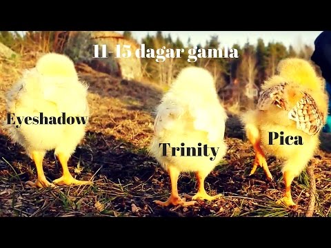 Video: Varför Slutade Kycklingarna Lägga?