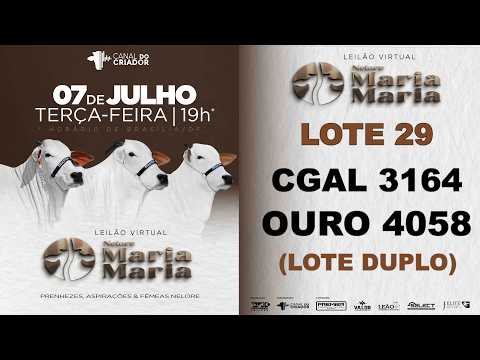 LOTE 29   OURO 4058   CGAL 3164