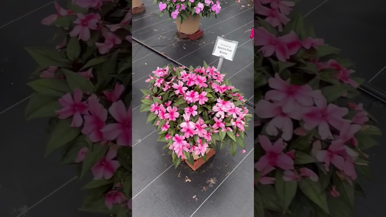 Spectra™ Pink Bicolor | Syngenta Flowers